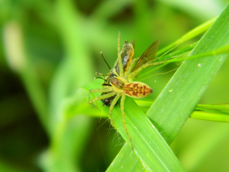 Dolomedes sp. -  Viadana (MN)